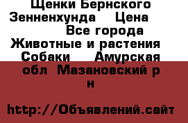 Щенки Бернского Зенненхунда  › Цена ­ 40 000 - Все города Животные и растения » Собаки   . Амурская обл.,Мазановский р-н